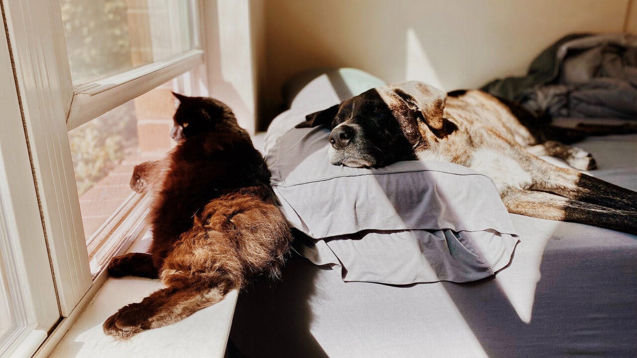 Katt og hund døser på varmt soverom uten aircondition